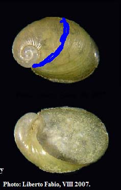 Daudebardia (Daudebardia) brevipes sicula Bivona, 1839